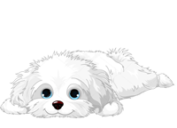 havanese puppy for sale